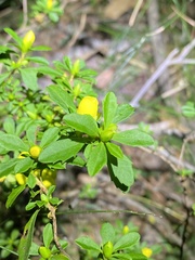 Hibbertia diffusa