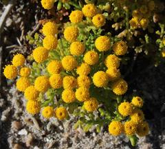 Oncosiphon schlechteri