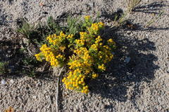 Oncosiphon schlechteri