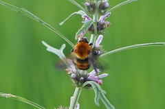 Bombus opulentus