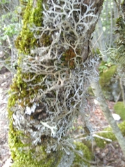 Pseudevernia furfuracea