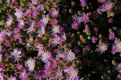 Drosanthemum luederitzii
