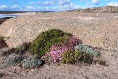 Drosanthemum luederitzii