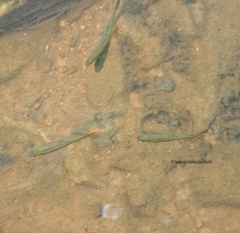 Rasbora dandia