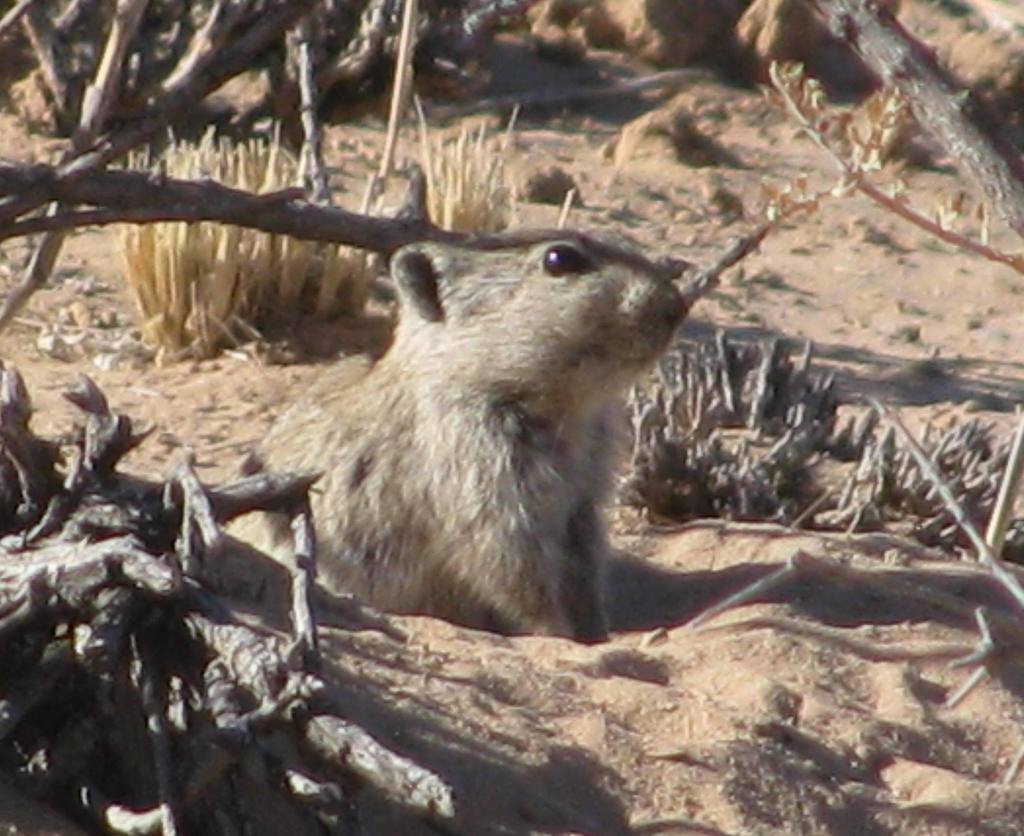 Brants's Whistling Rat