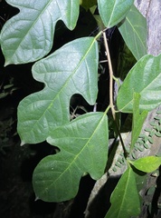Ficus fraseri