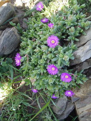 Ruschia rubricaulis