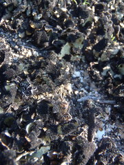 Xanthoparmelia hottentotta