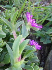 Ruschia rubricaulis
