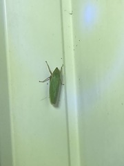 Draeculacephala antica