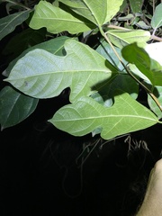 Ficus fraseri
