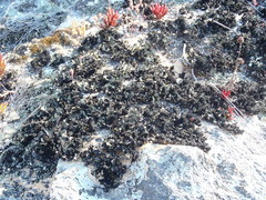 Xanthoparmelia hottentotta