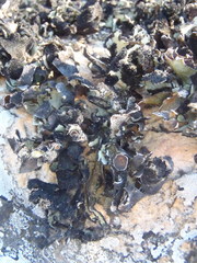 Xanthoparmelia hottentotta