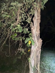 Ficus fraseri