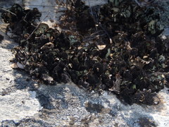 Xanthoparmelia hottentotta