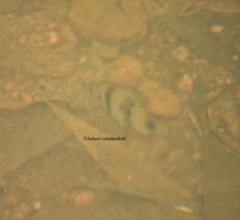 Pethia nigrofasciata