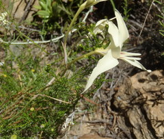 Gladiolus leptosiphon