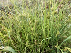 Carex sychnocephala