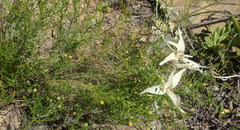 Gladiolus leptosiphon