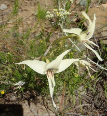 Gladiolus leptosiphon