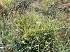 Carex sychnocephala