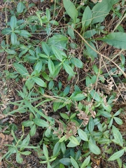 Vinca minor