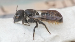 Heriades crenulata