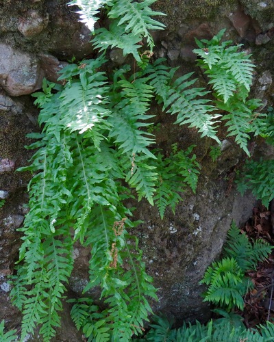 iNaturalist observation photo of polypody ferns