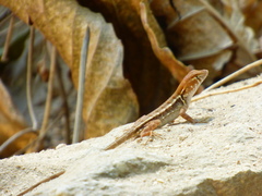 Sceloporus utiformis