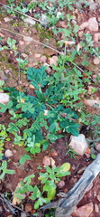 Lichtensteinia interrupta