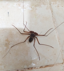 Paraphrynus raptator