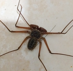 Paraphrynus raptator