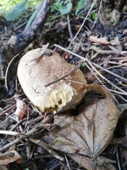 Xerocomus subtomentosus