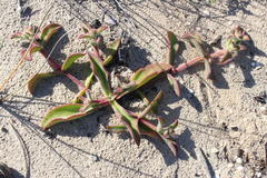 Mesembryanthemum pellitum