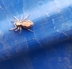 Menemerus bivittatus
