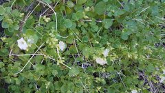 Mirabilis laevis retrorsa