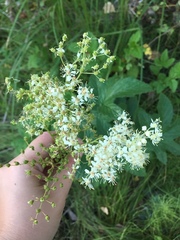 Filipendula ulmaria