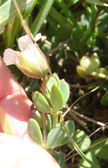 Roepera sessilifolia