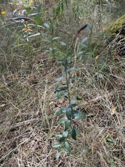 Genista tinctoria