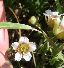 Roepera sessilifolia