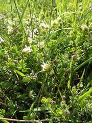 Roepera sessilifolia