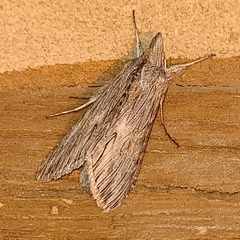 Cucullia laetifica