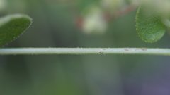 Mirabilis laevis retrorsa