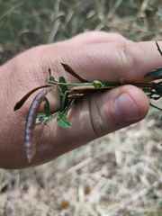 Genista tinctoria