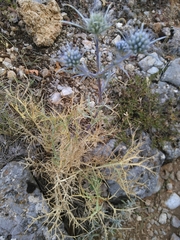 Eryngium amethystinum