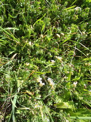 Roepera sessilifolia