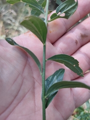 Genista tinctoria
