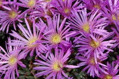 Lampranthus suavissimus