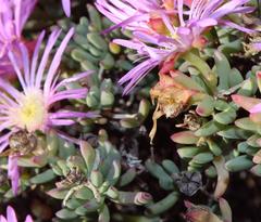 Lampranthus suavissimus