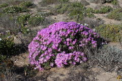 Lampranthus suavissimus